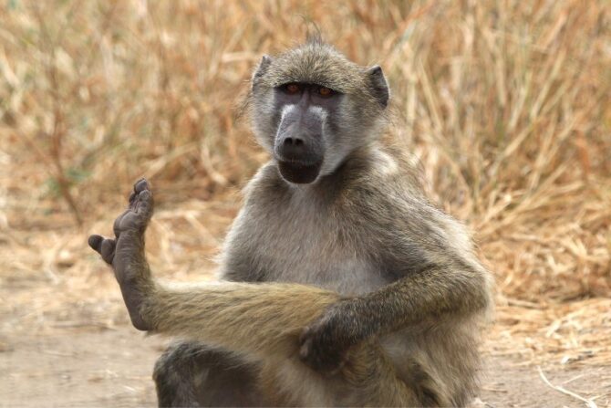 Chacma Baboon (Papio ursinus)