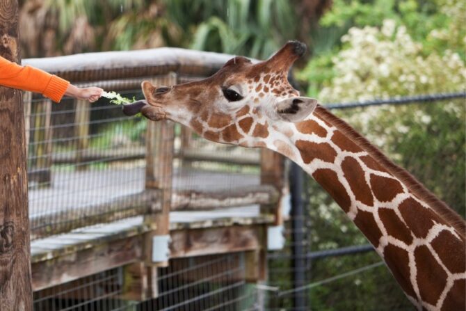 Children at Zoo with Giraffe