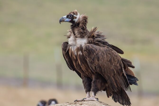 Cinereous Vulture (Aegypius Monachus)