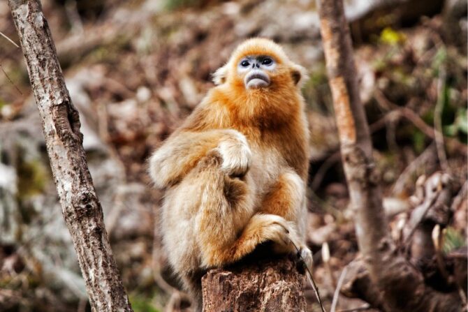 Close Up Golden Snub-nosed Monkey in the Wild