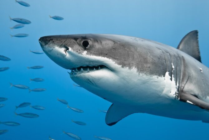 Close Up Great White Shark Showing Dangerous Teeth