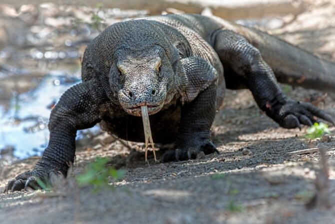 Close Up Huge Komodo Dragon Walking