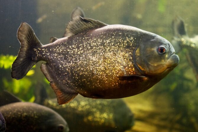 Close Up Huge Piranha in Water