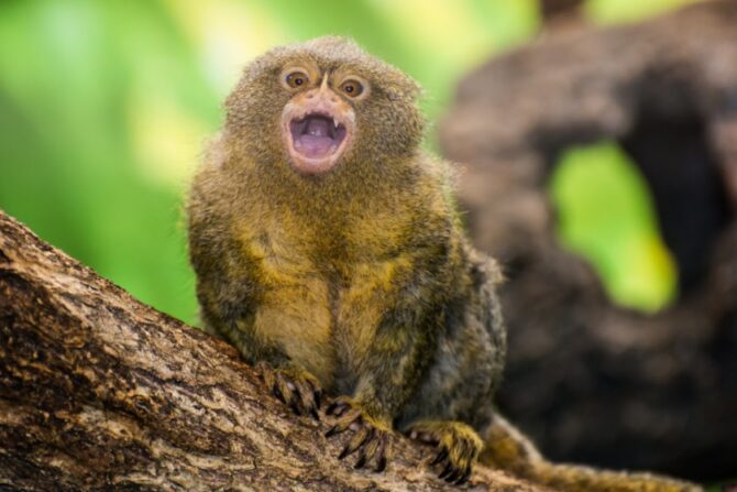 Close Up Pygmy Marmoset on Tree - The Smallest Monkey in the World