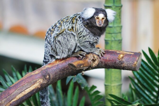 Common Marmoset (Callithrix jacchus)