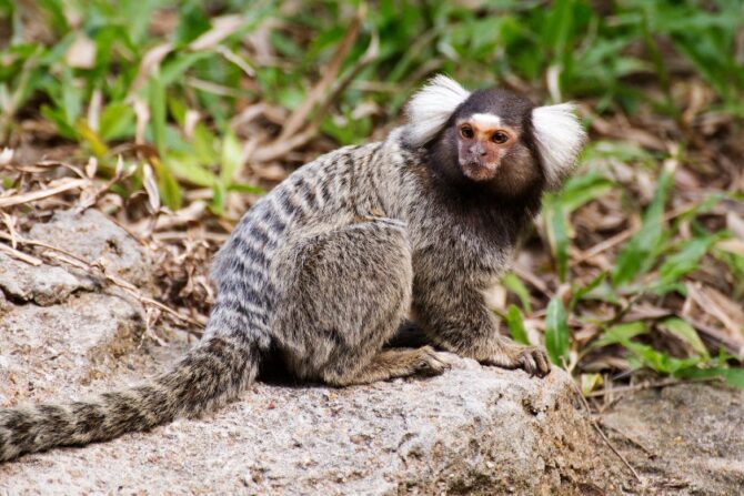 Common Marmoset on Rock