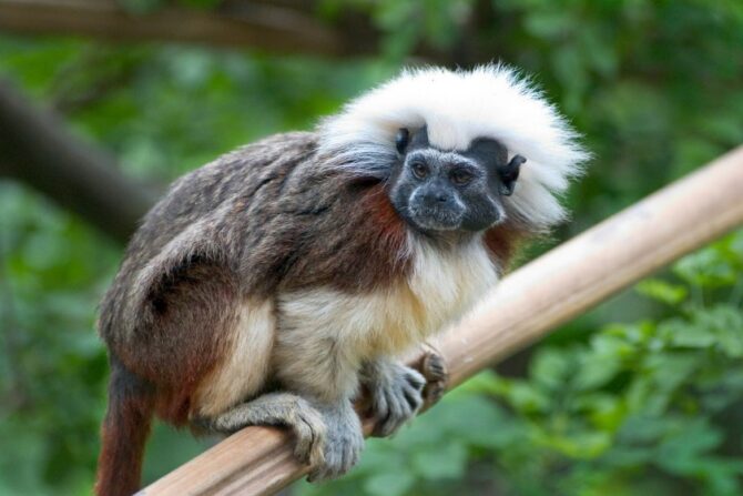 Cotton-top Tamarin (Saguinus Oedipus)