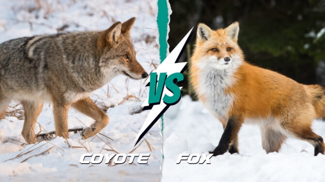 Coyote vs Fox - Discover Key Differences & Similarities