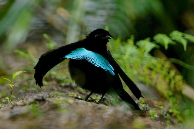 Crescent-caped lophorina or Vogelkop Superb Bird of Paradise (Lophorina niedda)