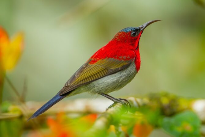 Crimson Sunbird (Aethogypa siparaja)