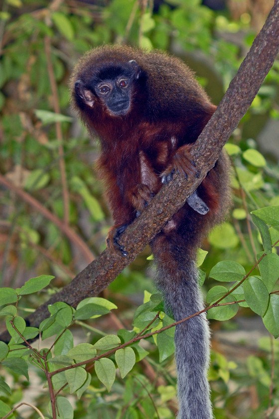 Dusky Titi (Plecturocebus moloch)