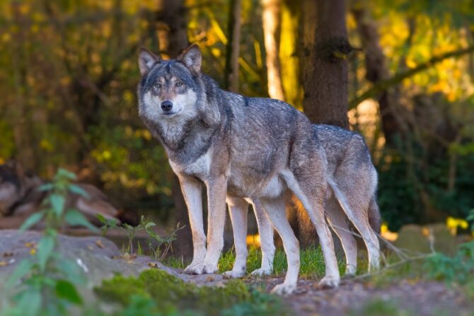 Eurasian Wolves (Canis lupus lupus) in Natural Habitat