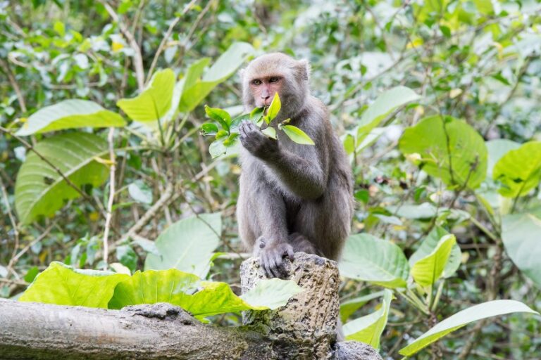 What Do Monkeys Eat? (The WideRanging Diet Of Monkeys)