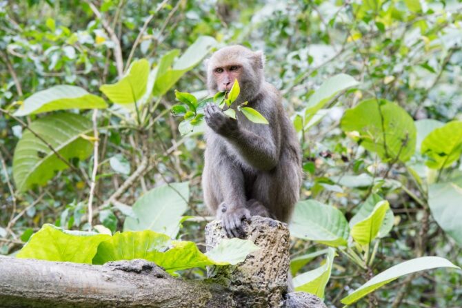 Formosan Macaques in Forest Eating Leaf
