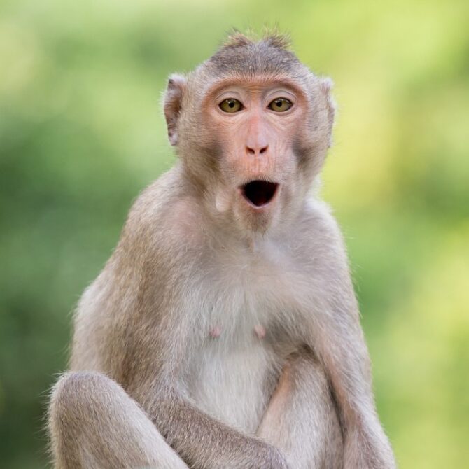 Funny Monkey Looking