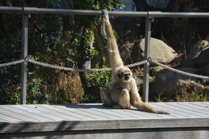 Gibon Monkey in Santa Barbara Zoo