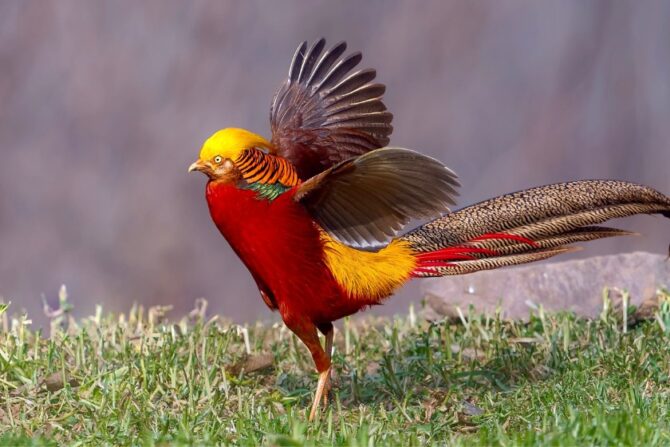 Golden Pheasant (Golden Pheasant)