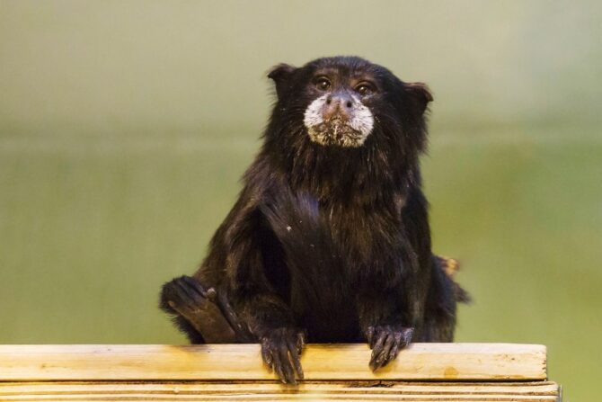 Graells's Tamarin (Leontecobus nigricollis graellsi)