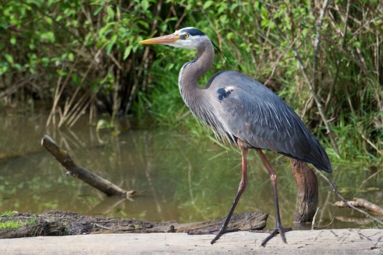 Birds That Look Like Dinosaurs: 11 Similar Species +pictures