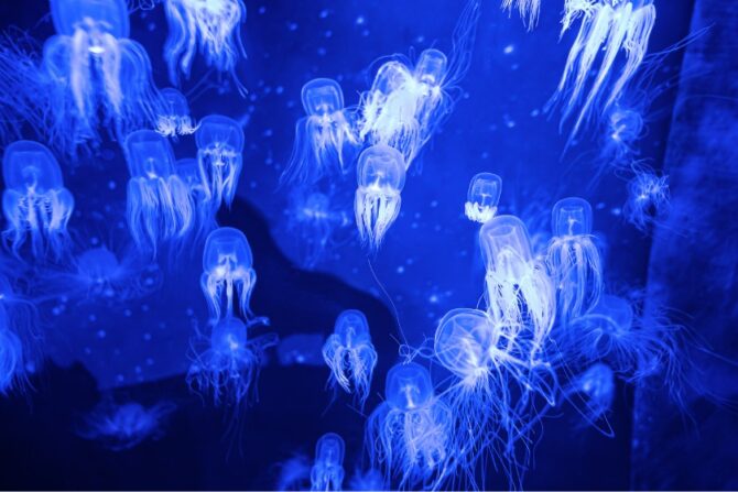 Group of Venomous Box Jellyfish