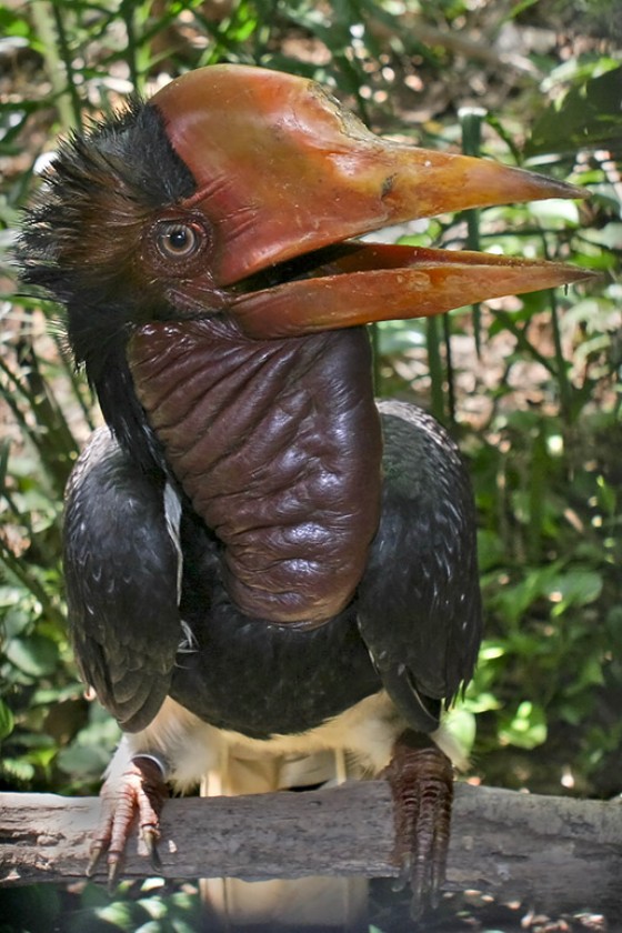 Helmeted Hornbill (Rhinoplax vigil)
