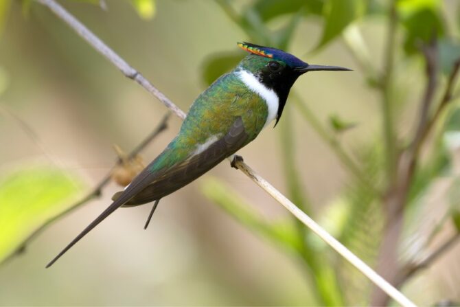 Horned Sungem (Heliactin bilophus)