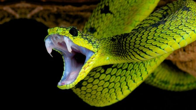 How Are Snakes Immune To Their Own Venom?