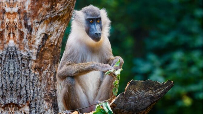 How Long Do Monkeys Live (Monkey Lifespan, Growth, Ageing)