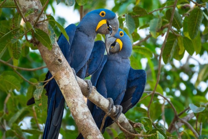 Hyacinth Macaws (Anodorhynchus hyacinthinus)