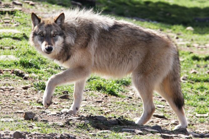 Interior Alaskan Wolf or Yukon Wolf (Canis lupus pambasileus)