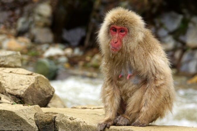 Japanese Macaque Monkey Sitting on Rock