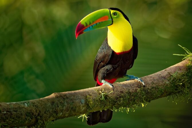 Keel-Billed Toucan (Ramphastos sulfuratos)