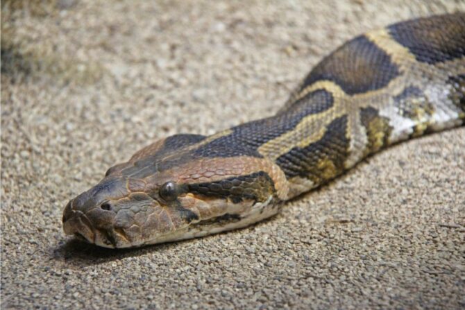 Large Python Head Up Close
