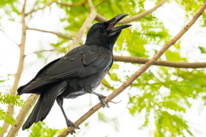 Large-billed Crow (Corvus macrorhynchos)