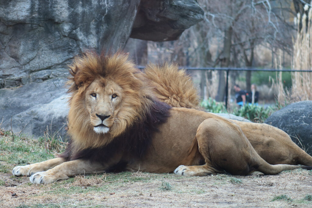 Lions at Franklin Park Zoo, Boston