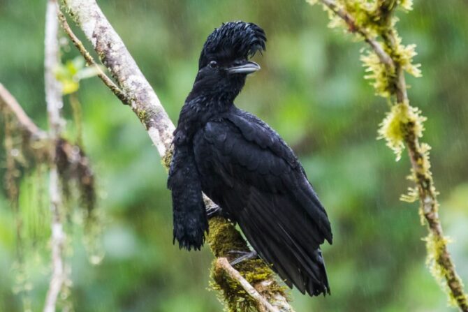 Long-Wattled Umbrellabird (Cephalopterus penduliger)