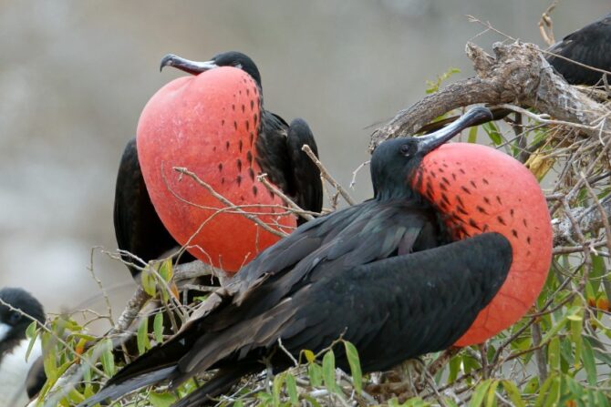 Magnificent Frigatebird (Fregata magnificens)