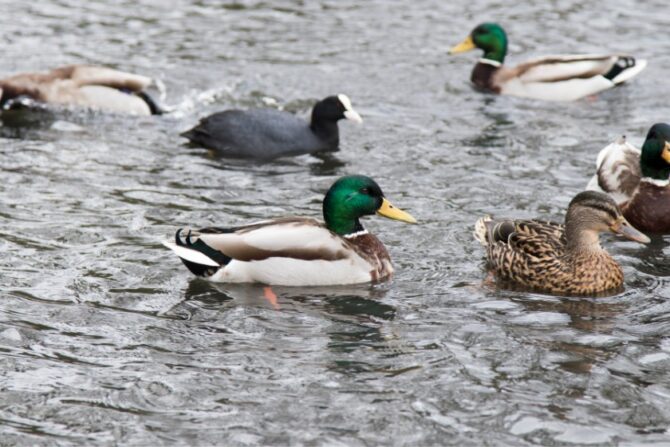 Mallard Ducks Swimming