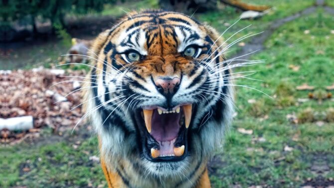Man-Eaters - The Most Dangerous Animals That Eat Humans
