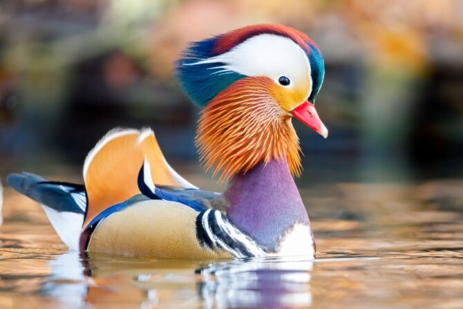 Mandarin Duck (Aix galericulata)