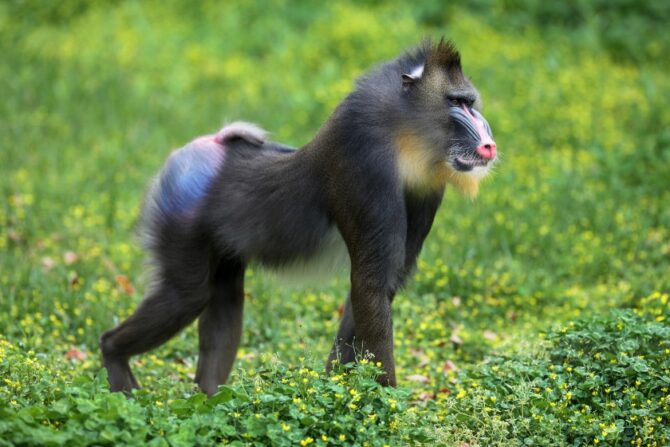 Mandrill on all fours