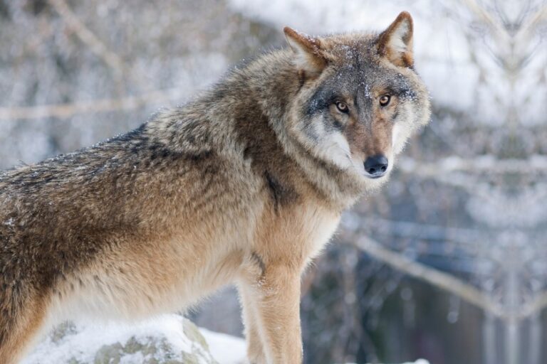 10 Largest Wolves In The World (Discover The Biggest Wolf Ever)