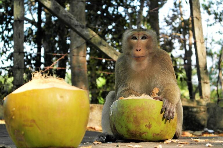 What Do Monkeys Eat? (The Wide-Ranging Diet Of Monkeys)