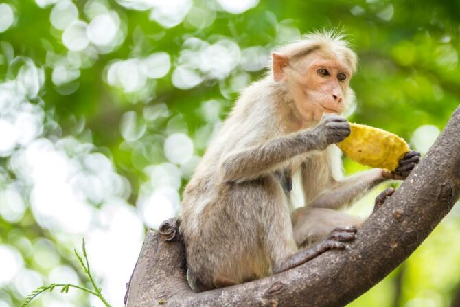 Macaques Monkey eating mango on tree