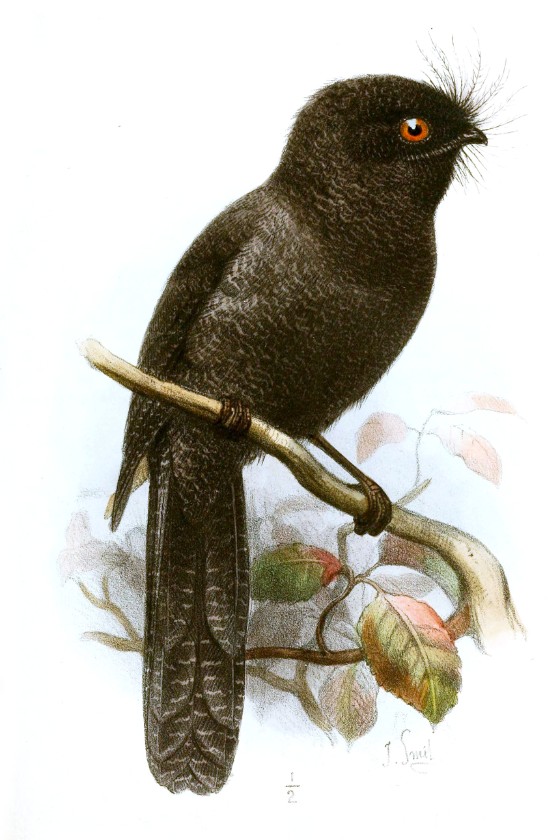 New Caledonian Owlet Nightjar - Aegotheles savesi