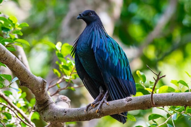 Nicobar Pigeon (Caloenas Nicobarica )