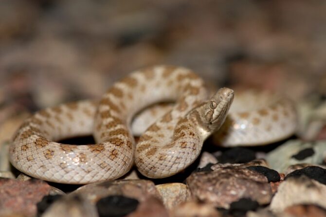 Night Snake (Hypsiglena torquata)