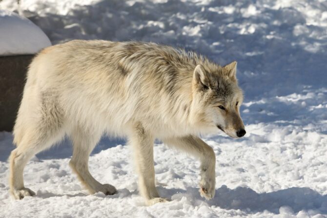 Northern Rocky Mountain Wolf (Canis lupus irremotus)