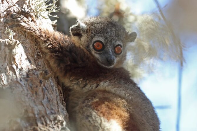 Northern Sportive Lemur in Natural Habitat