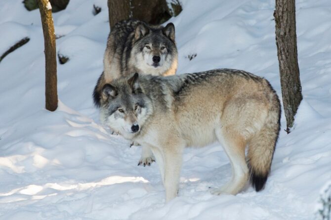 Northwestern Wolves (Canis lupus chanco) in Winter